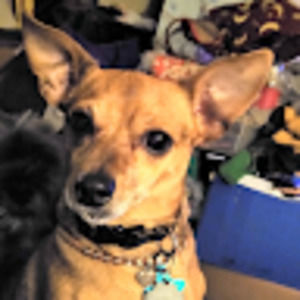 Meet your Posher, Gibby gib